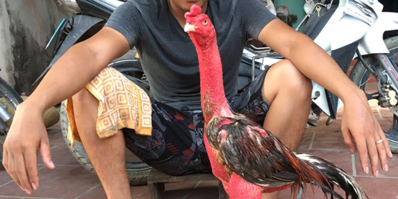 Đánh giá khả năng chiến đấu và kỹ thuật